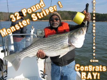 Lake Allatoona Fishing Guides - 32 Pound Striper in the water