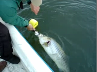 Click To See Lake Allatoona Georgia Fishing Guide Service Striper Fishing Videos!